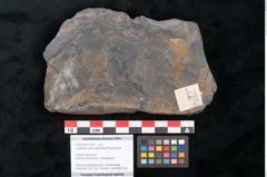 Foto (Objekt + Etikett) von Cupanites novae zeelandiae Ettingshausen (NHMW-GEO-2024-0188-10256)